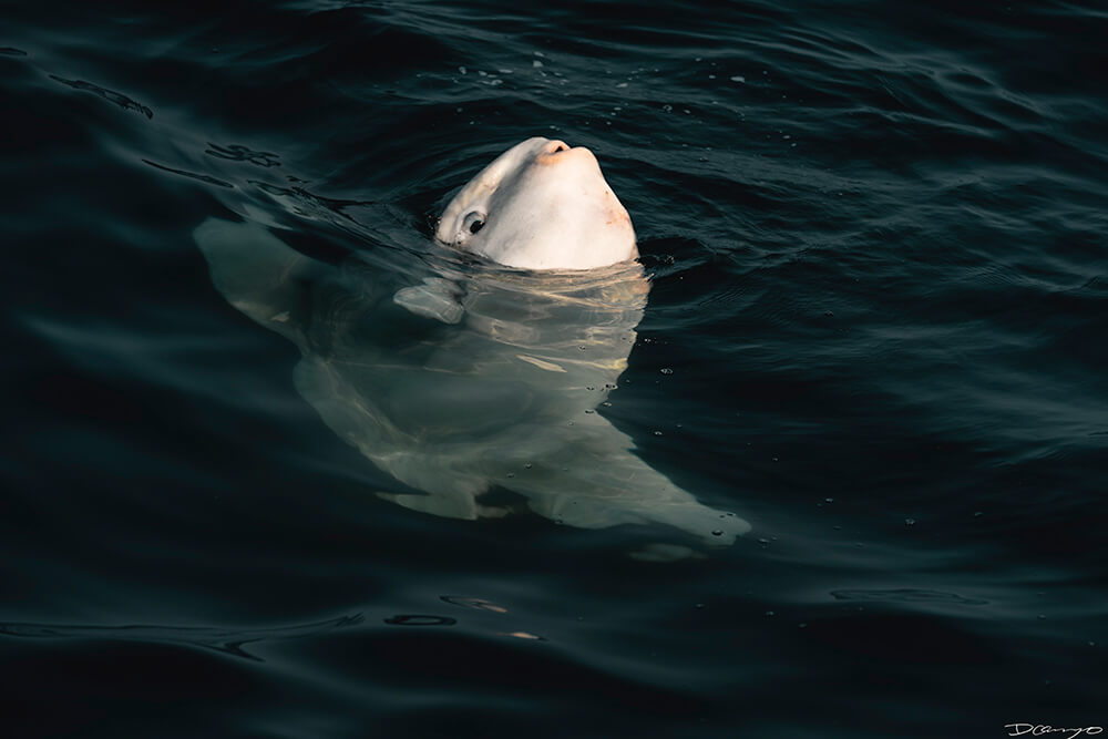 Photos of Sea Nettles, sunfish (mola mola), and ocean waves in Monterey, CA. Photos of smoke from wildfires in Berkeley, CA, burnt tree bark in Mendocino, CA, and Monarch Butterfly and chrysalis in Easton, Maryland.
